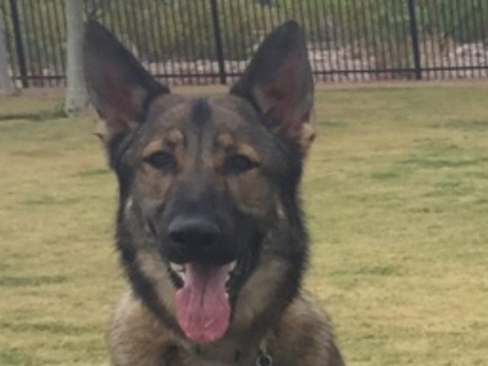 Cairo, an 18-month German Shepherd, in therapy dog training
