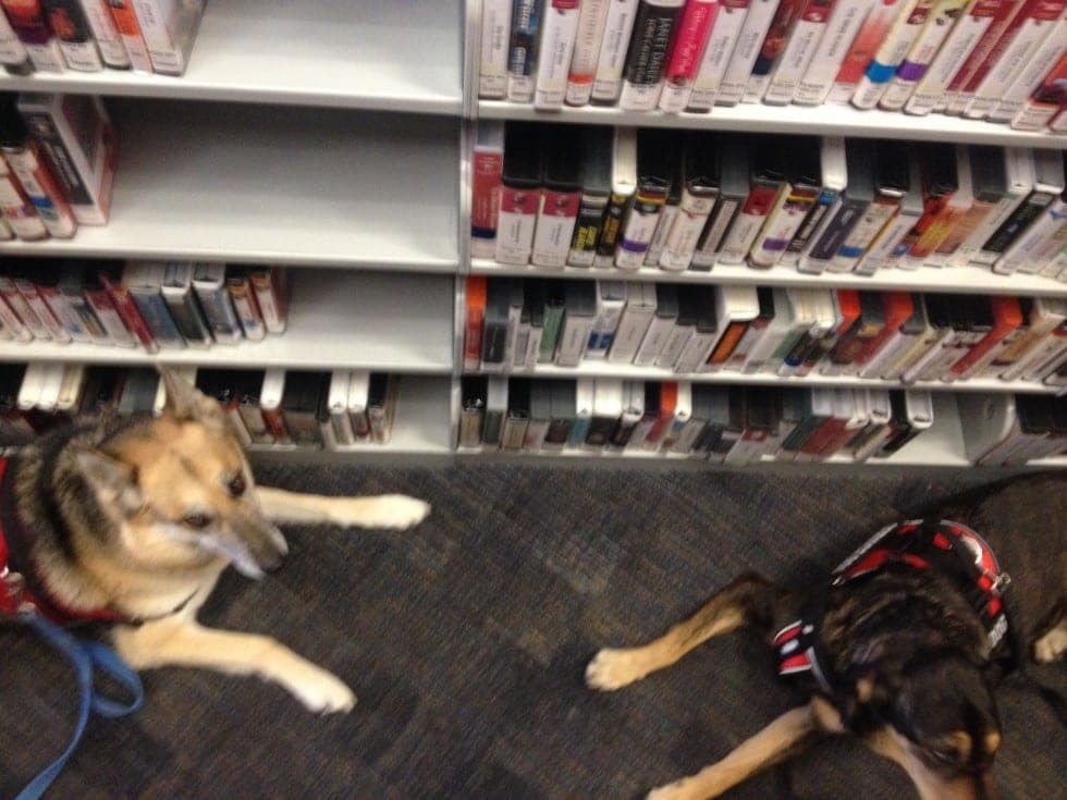 Charli and Piper during a service dog Public Access Certification Test at a library