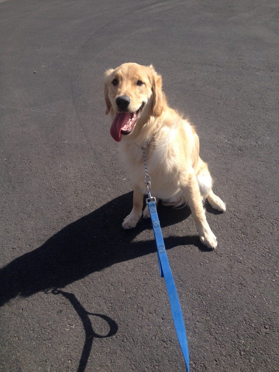 Cruz, a 7-month Golden Retriever, at a training session