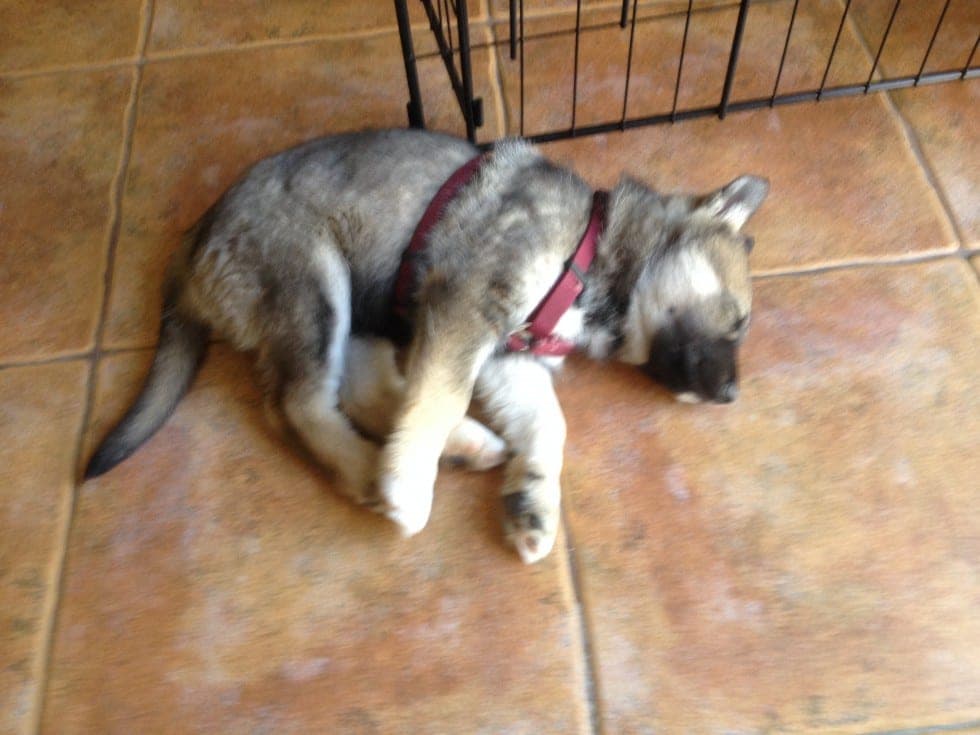 Duke, a 9-week-old German Shepherd Husky puppy, resting after his first basic training lesson
