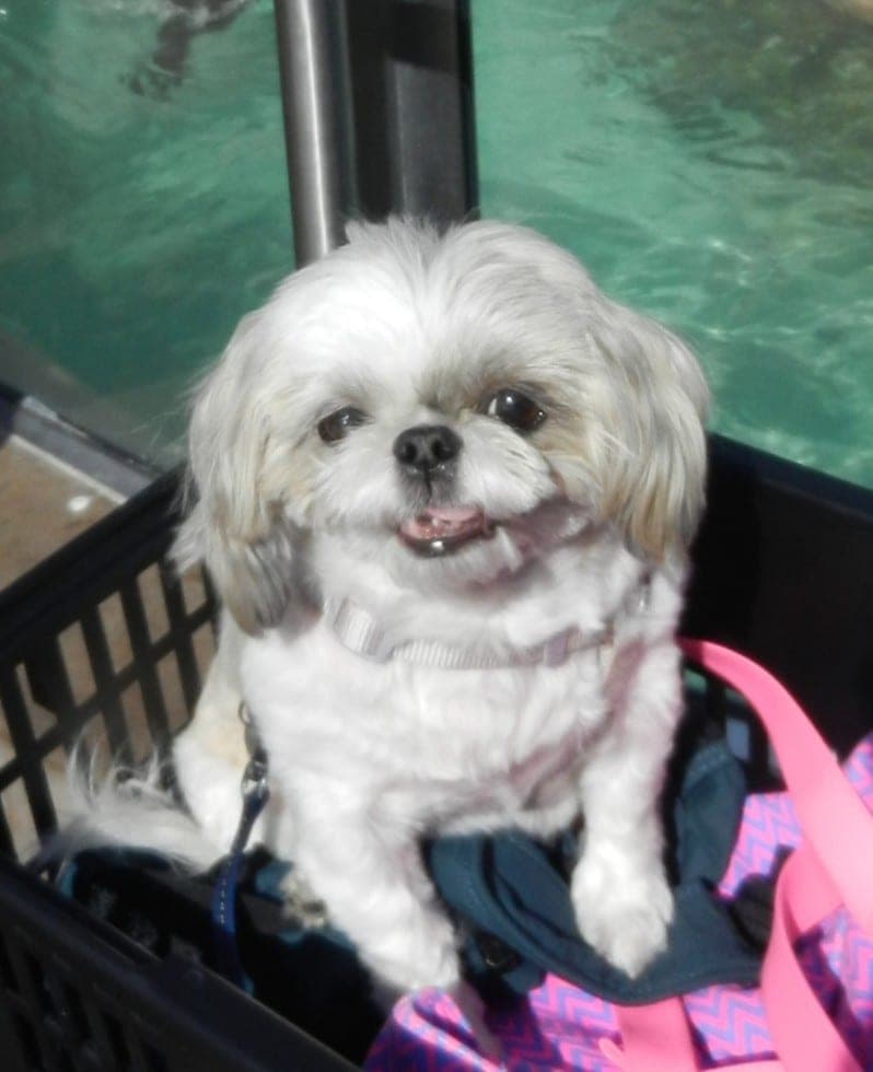 GiGi, a 6-year-old Shih Tzu, during training with The K-9 Handler