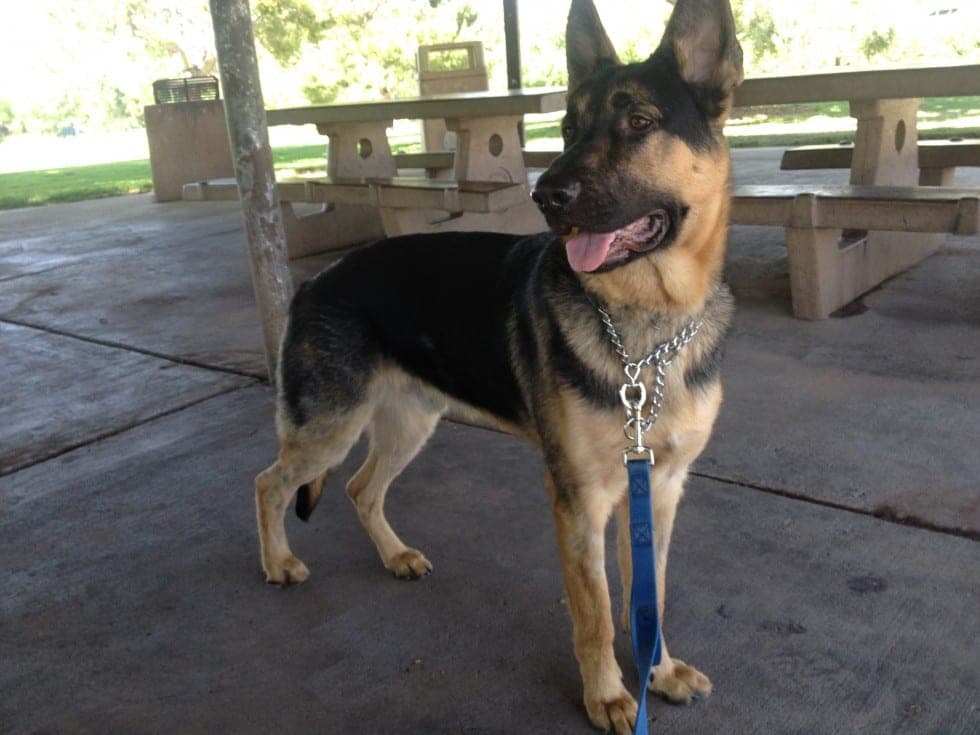Jasper, an 8-month German Shepherd, in fundamental obedience and behavior training