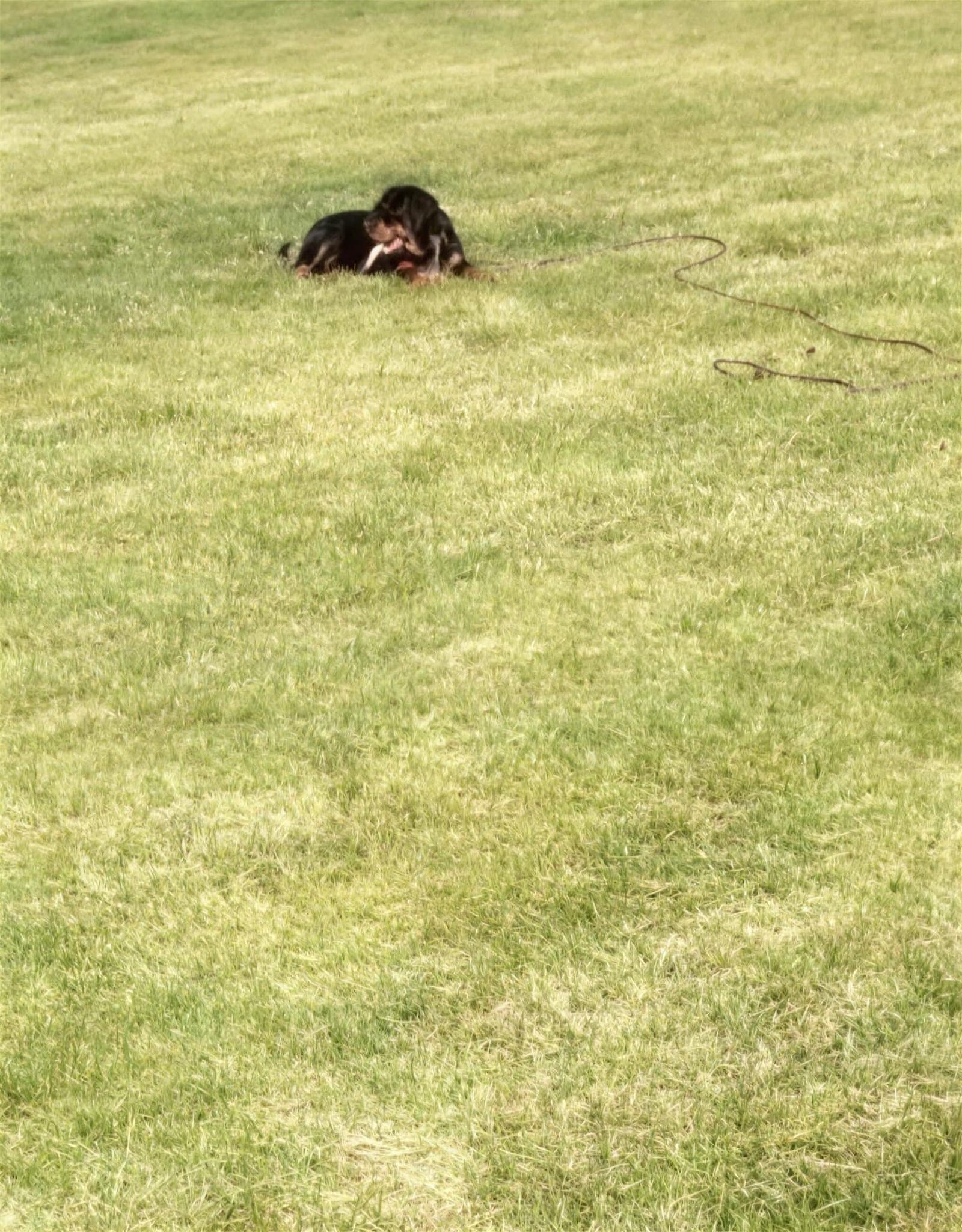 King, a 5-month-old Rottweiler practicing stay on a long lead