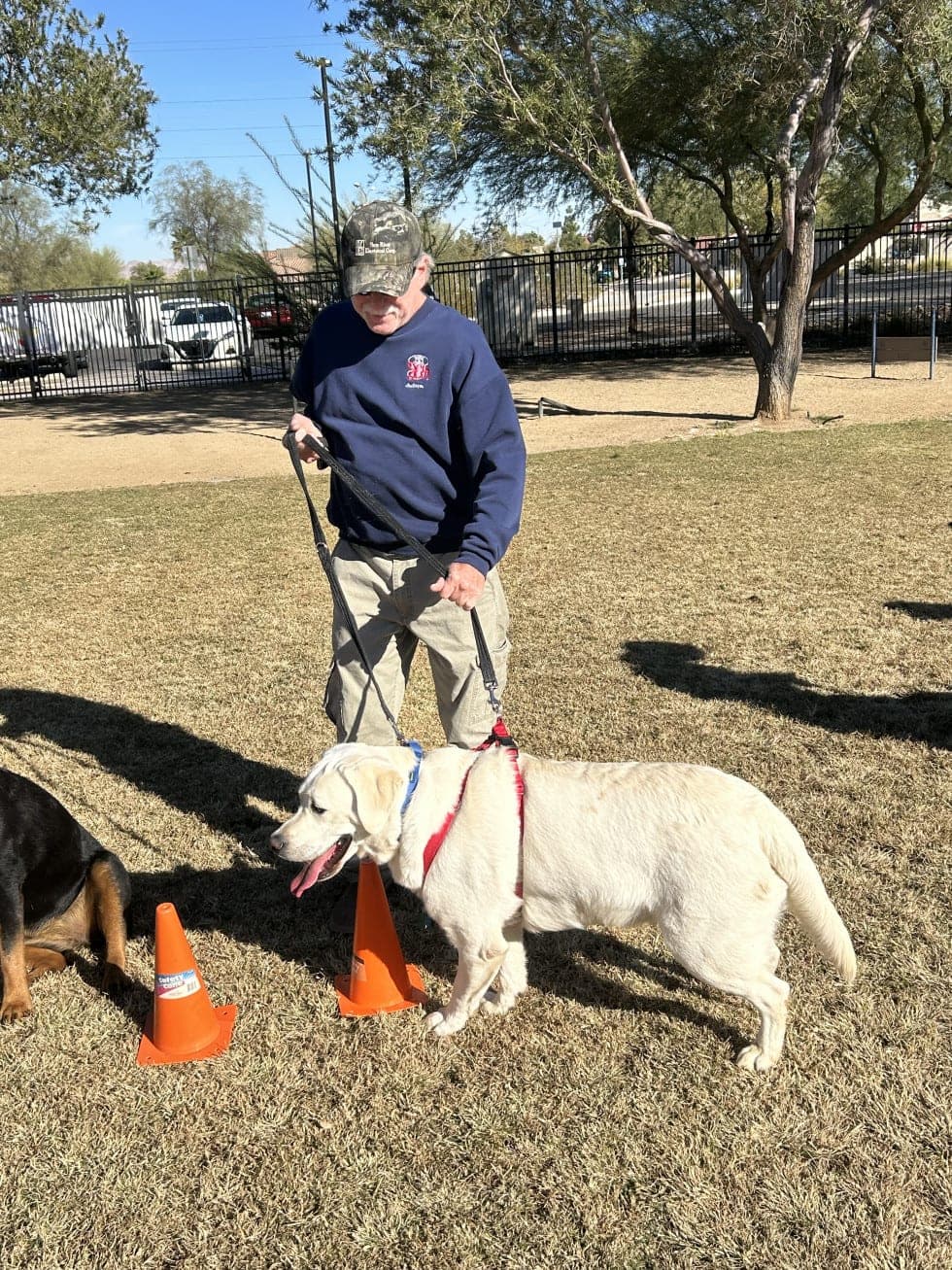 Ira Smith working an English Lab puppy on a loose leash without any electronic collar
