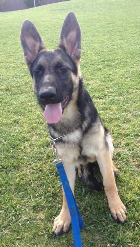 Madison, a 4-month German Shepherd puppy, at a training session
