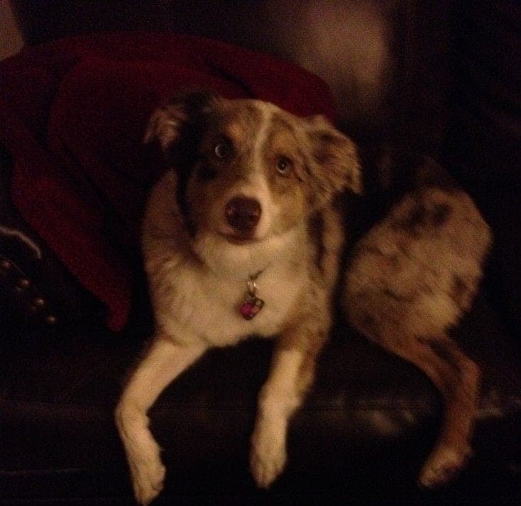 Marilyn, a 4-year-old Mini Aussie, at a training session