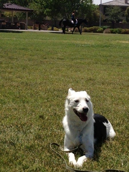 Max, a Border Collie, at a training session with The K-9 Handler