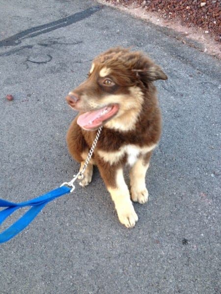 Oliver, a 4-month-old puppy, at a training session with The K-9 Handler