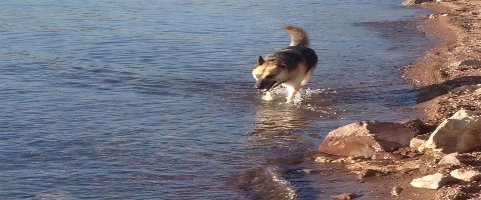 Piper at the lake, 2013 (The K-9 Handler dog training, Henderson NV)