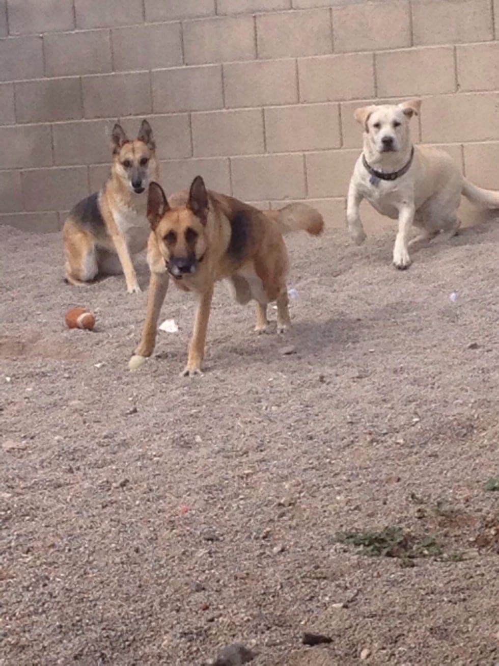 Piper, Bell & Arrow 2015, Get 'em girls (The K-9 Handler dog training, Henderson NV)