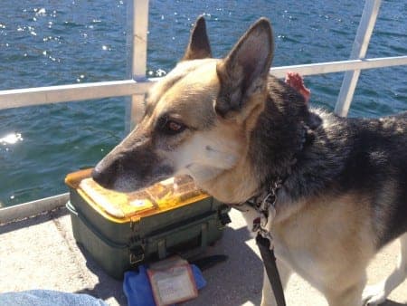 Piper, a certified service dog, at the water