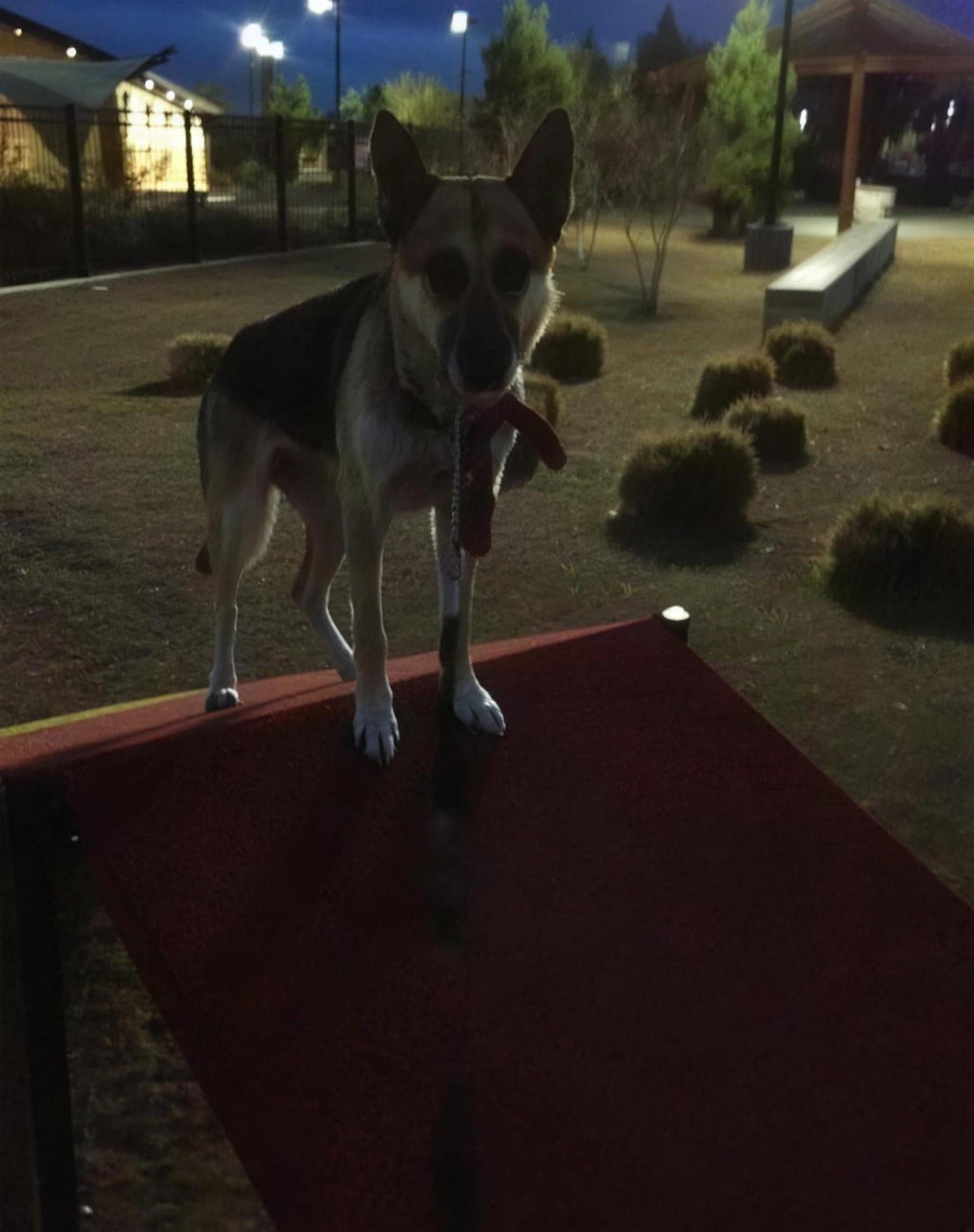 Piper on Obstacle course (The K-9 Handler dog training, Henderson NV)