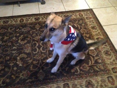 Piper RWB (The K-9 Handler dog training, Henderson NV)