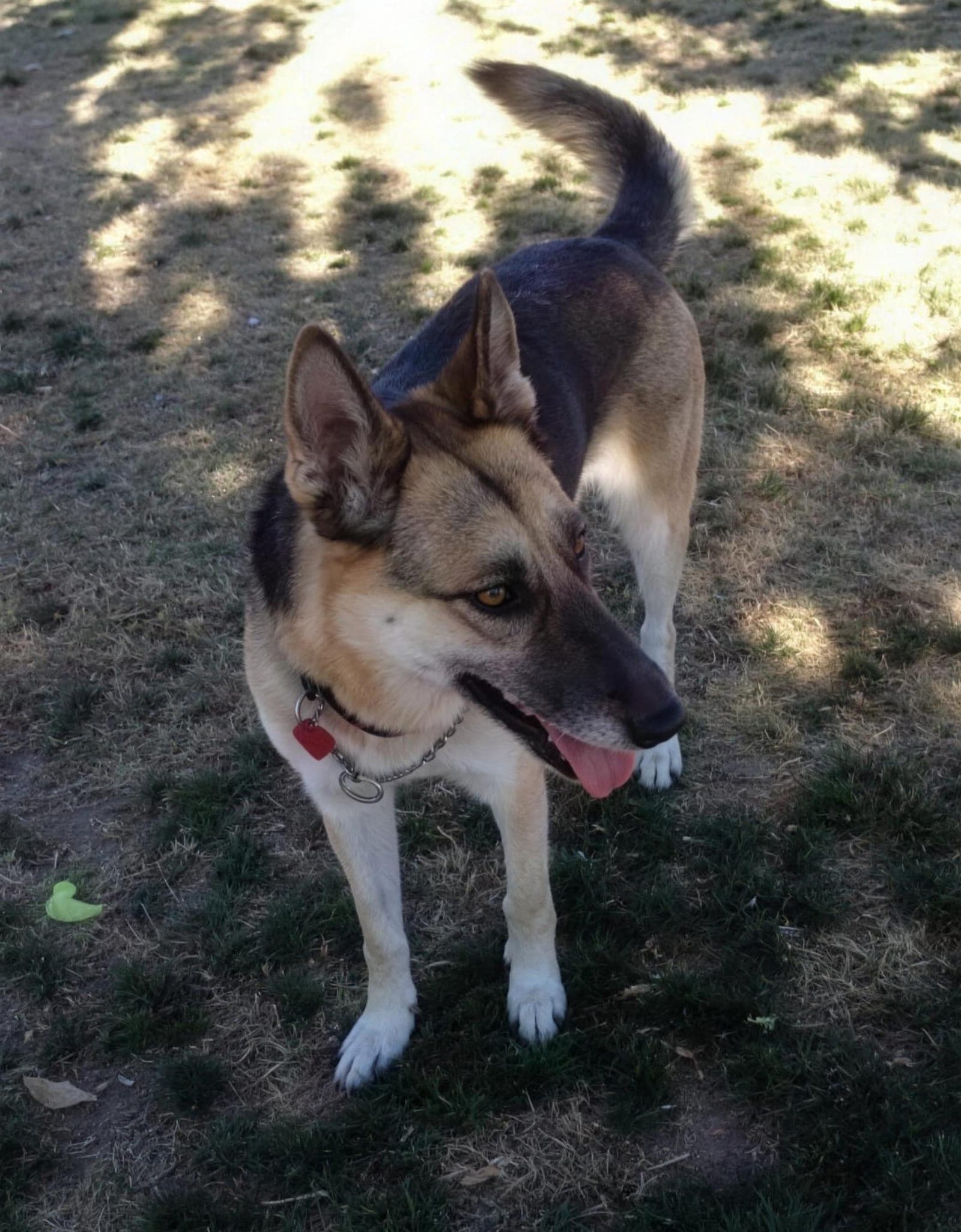 Piper "Taking a Break" (The K-9 Handler dog training, Henderson NV)