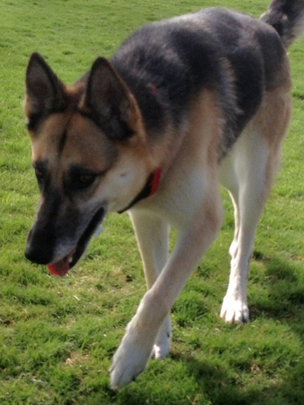 Piper, Piper Stalking her ...? (The K-9 Handler dog training, Henderson NV)