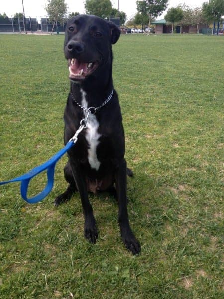 Rhondo, a 2-year-old Black Lab, at a training session