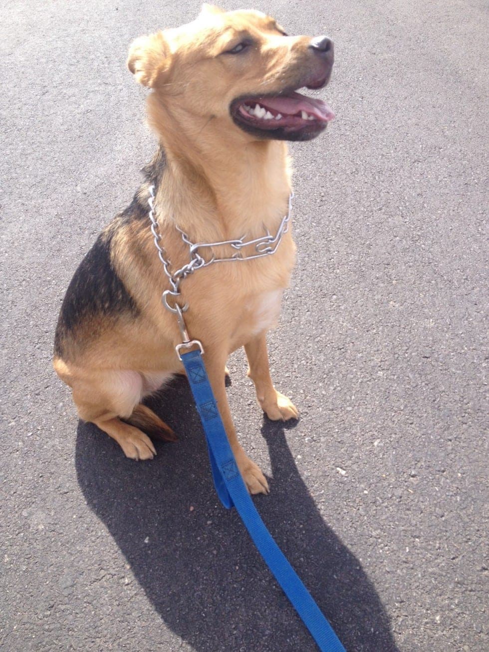 Roxy, a 10-month German Shepherd Lab mix, sitting calmly on a loose leash during a training session