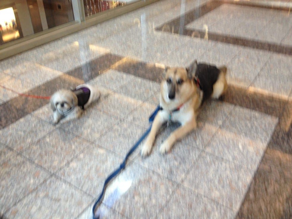 Sara, 6 year Shih-tzu W/Piper @ Mall (The K-9 Handler dog training, Henderson NV)