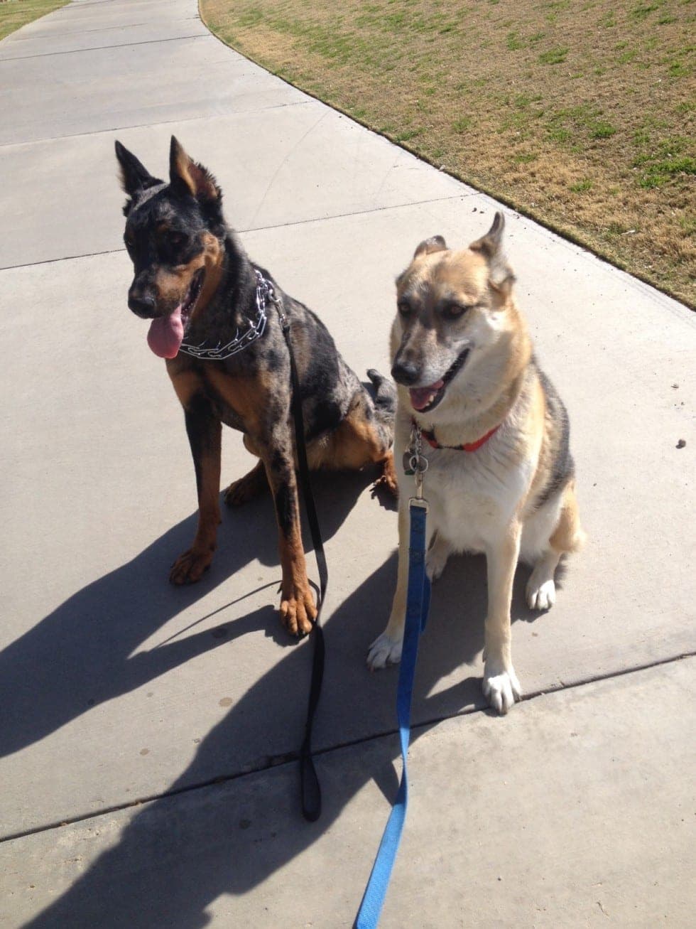 Zora & Piper, Zora is Full Breed 1 yr Harlequin Beauceron (The K-9 Handler dog training, Henderson NV)