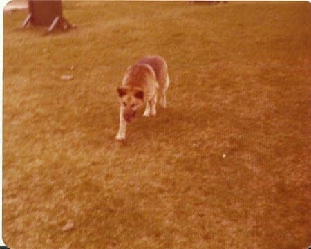 Patrol detection dog Sandy, 1976