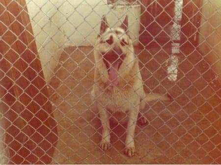 Vietnam sentry dog Fritz, 1974