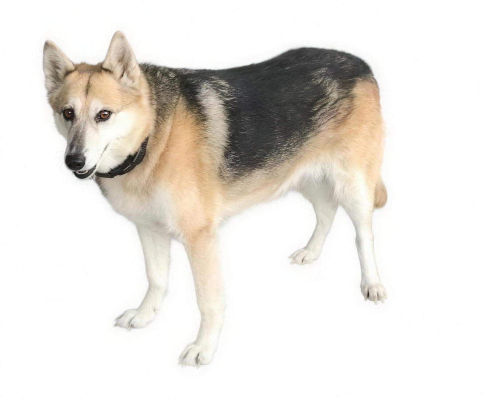Piper, a certified service dog trained by The K-9 Handler
